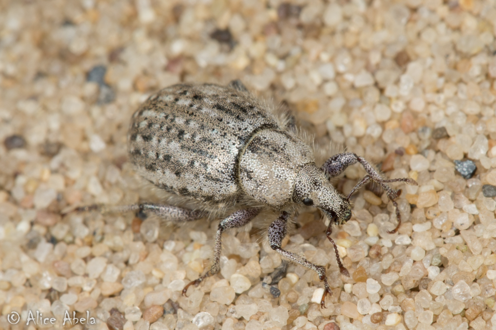 Trigonoscuta spp (Dune Weevils)