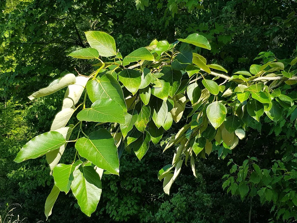 Populus trichocarpa (Black Cottonwood)