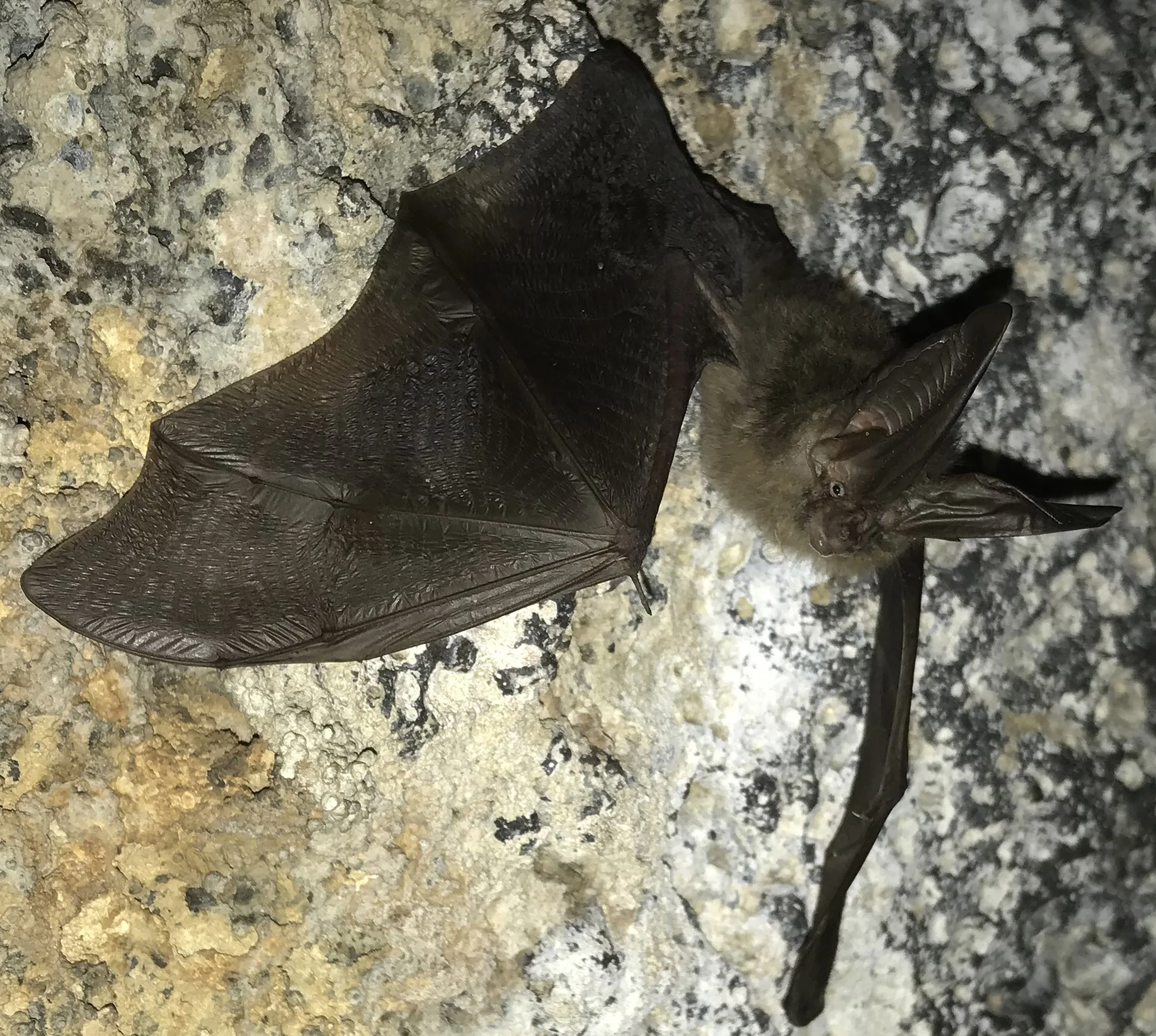 Bat Eare CCGP — Corynorhinus townsendii (Townsend's Big-eared Bat)
