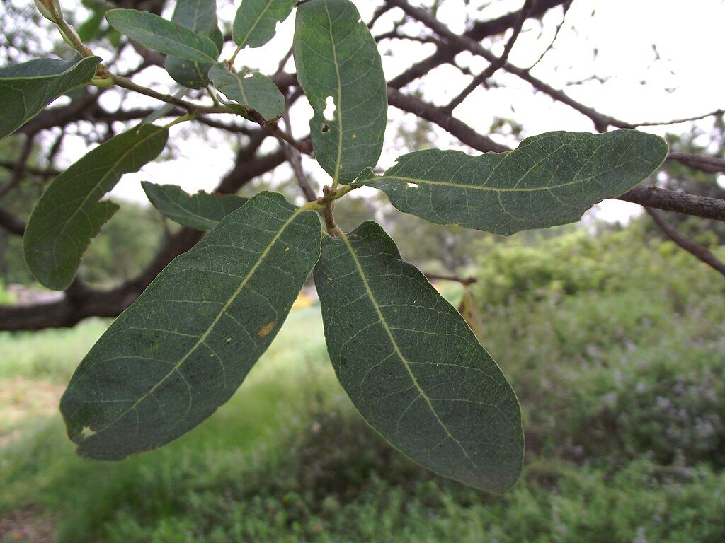 Quercus engelmannii (Engelmann Oak)