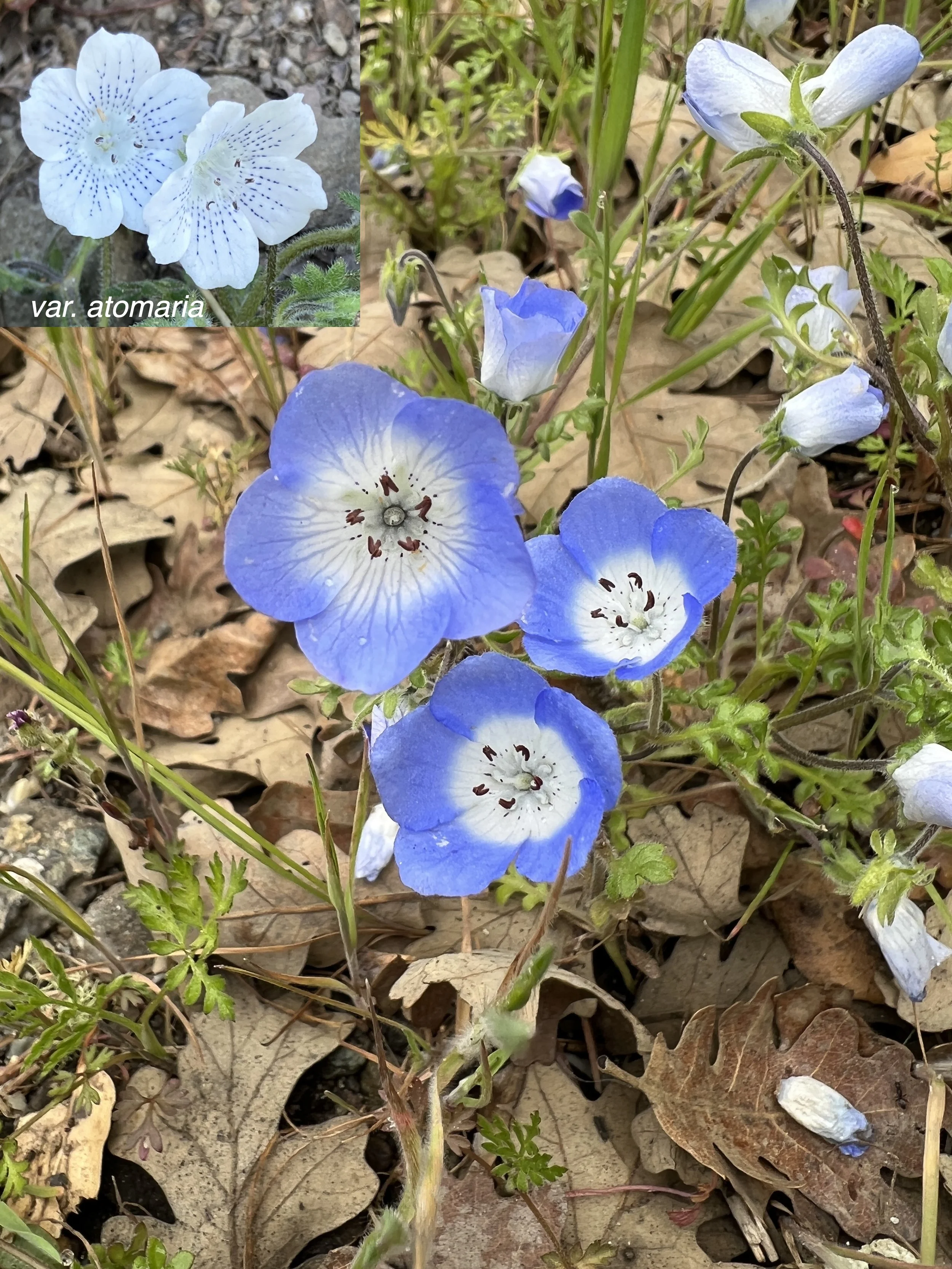 Nemophila menziesii (Baby Blue Eyes)