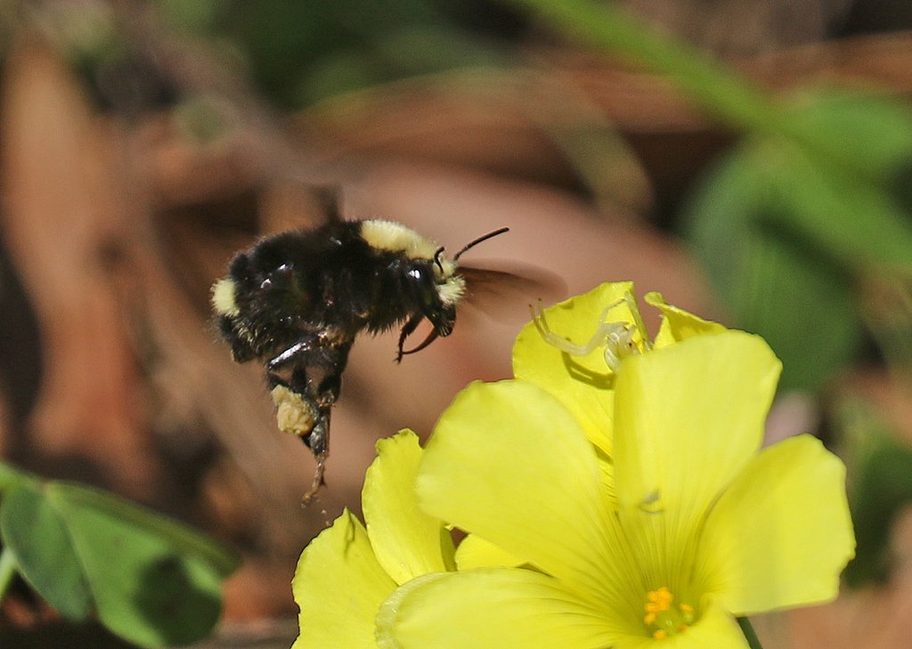 CCGP — Bombus caliginosus (Obscure Bumble Bee)