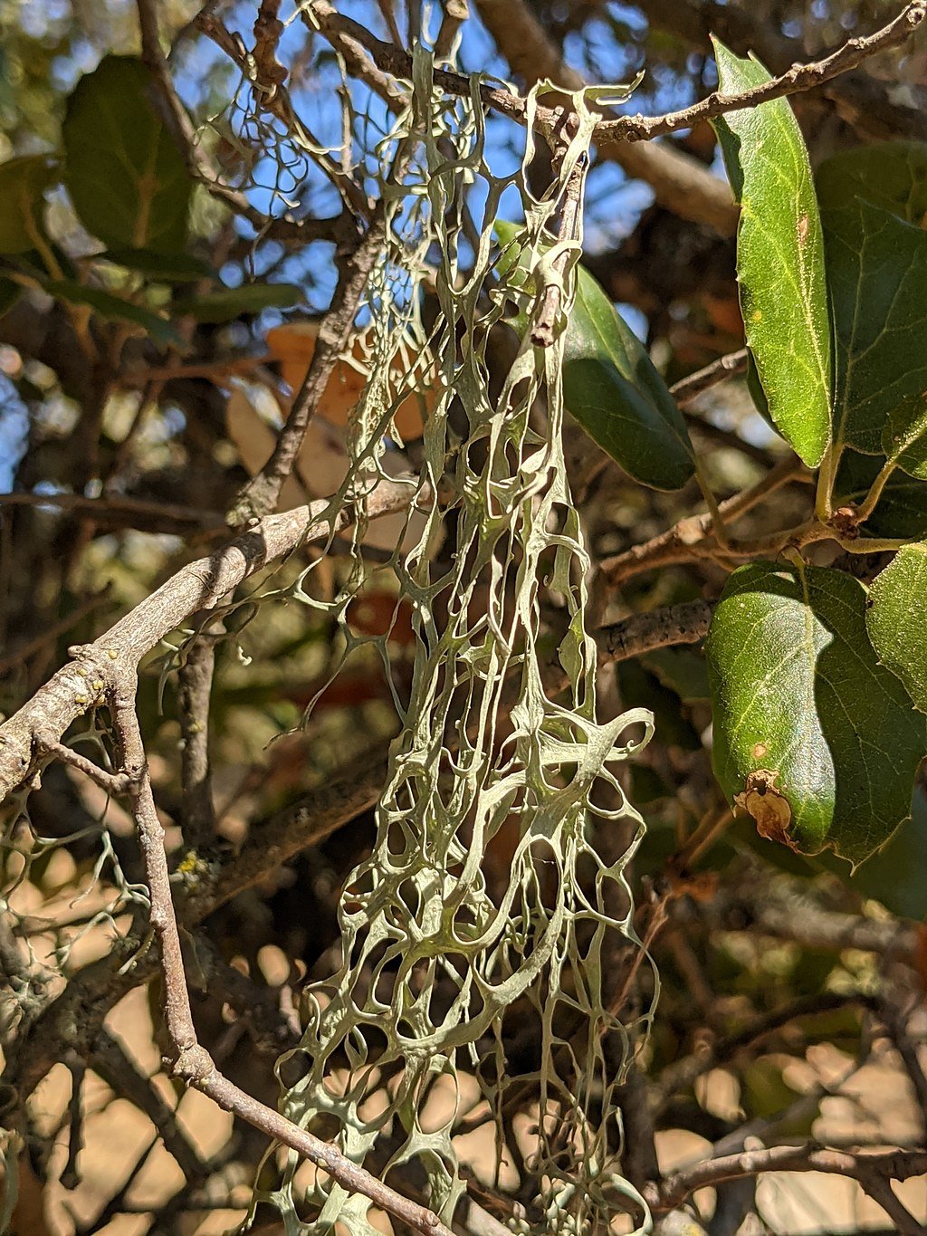 Ramalina menziesii (Lace Lichen)