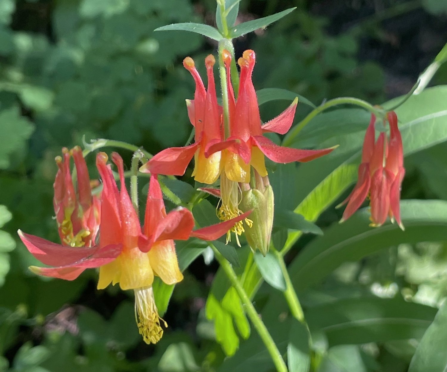CCGP — Aquilegia formosa (Crimson columbine)