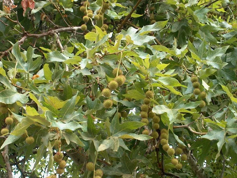 Platanus racemosa (California Sycamore)