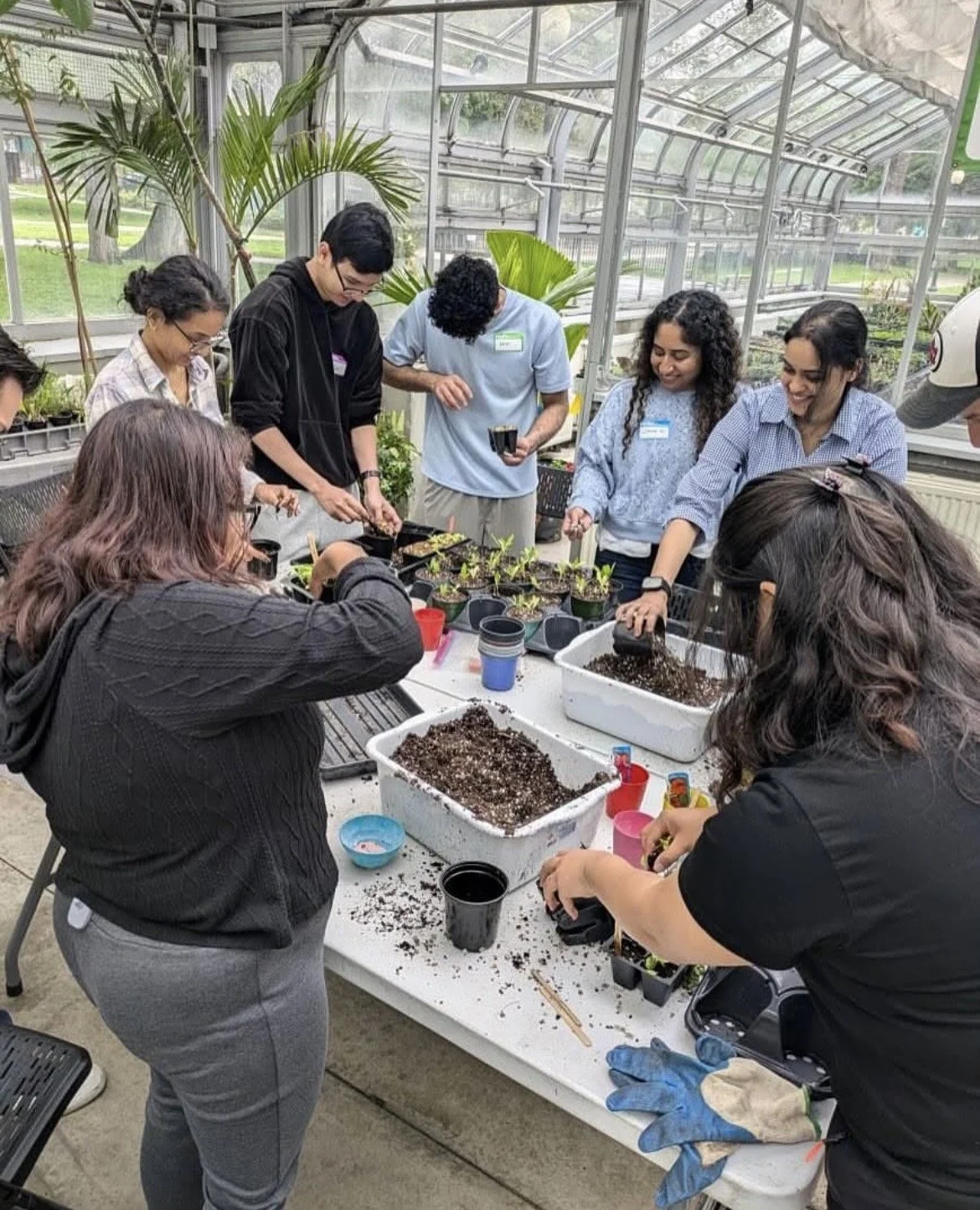 Indoor Plant Care and Propagation