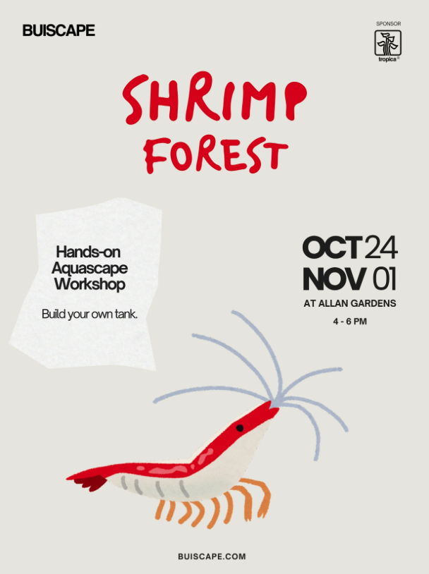 Shrimp Forest Aquascape Workshop