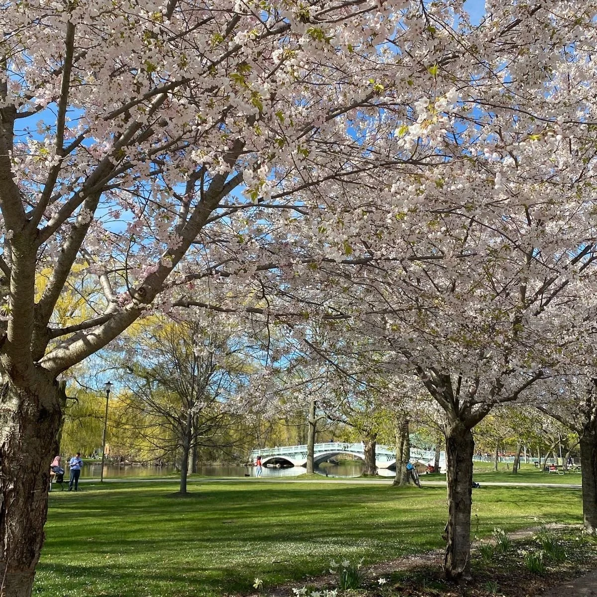 Riverdale Spring Celebration