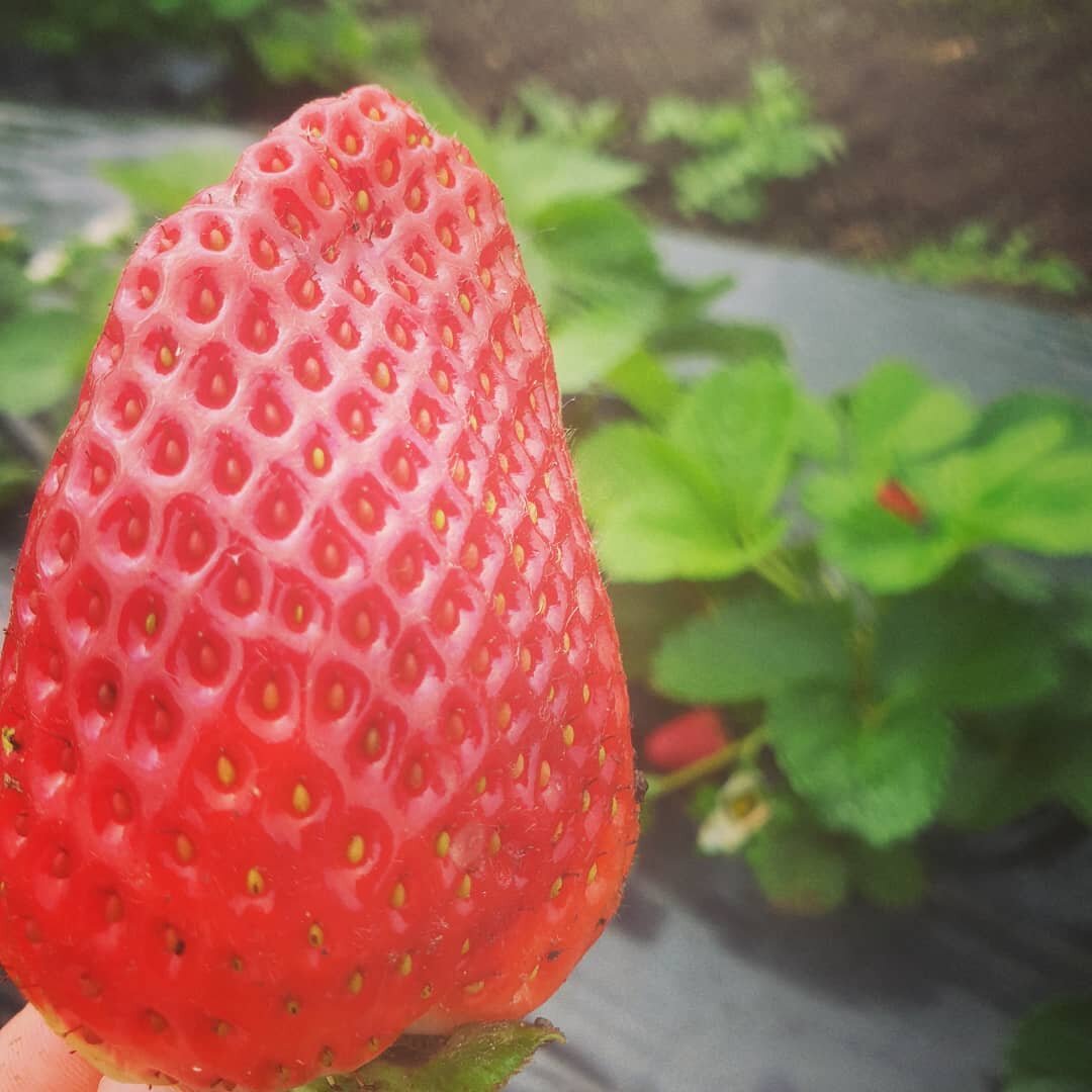 A stunner strawberry to mark the occasion that a New Zealand summer is almost here.

#nzsummeriscoming #strawberries #delicous