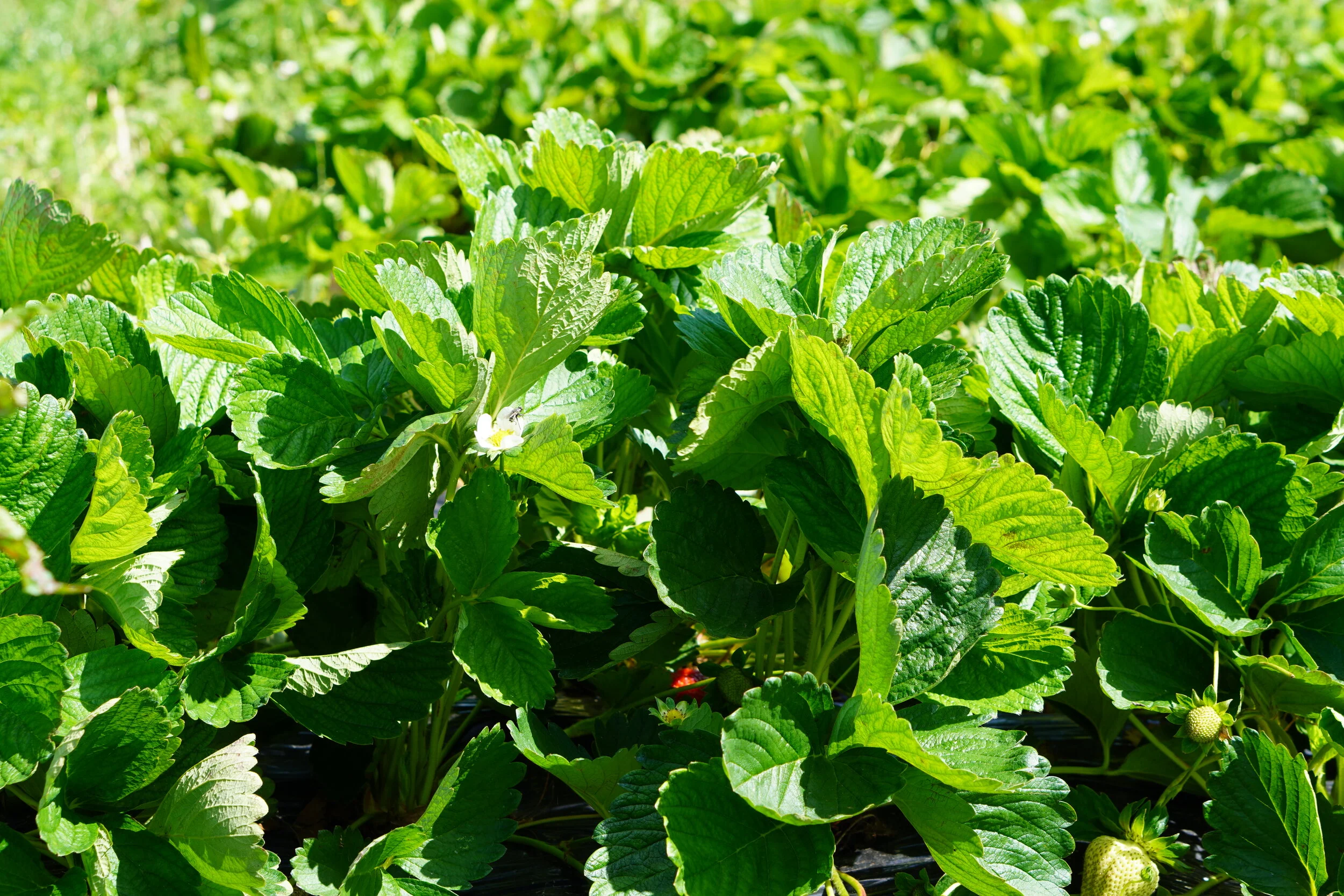 Selecting the best plants is a way that we can showcase sustainability