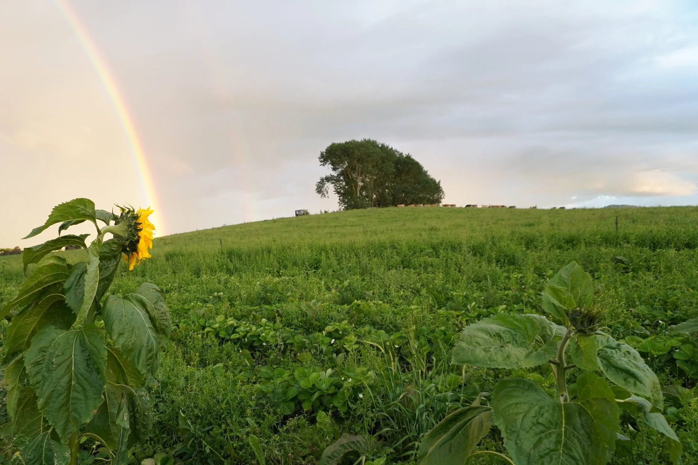 How wild it was, to let it be - Cheryl Strayed