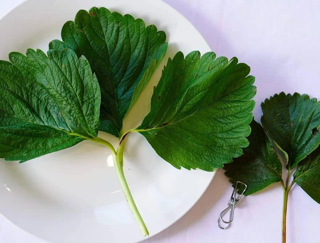 Check out these solar panels ☀️🍓💪
Leaf on the left is from our patch (standard sized diner plate dor size reference). Leaf on the right same variety but grown under a different system. 
The bigger the leaf the more sunlight it can turn into energy, putting it into our yummy berries.