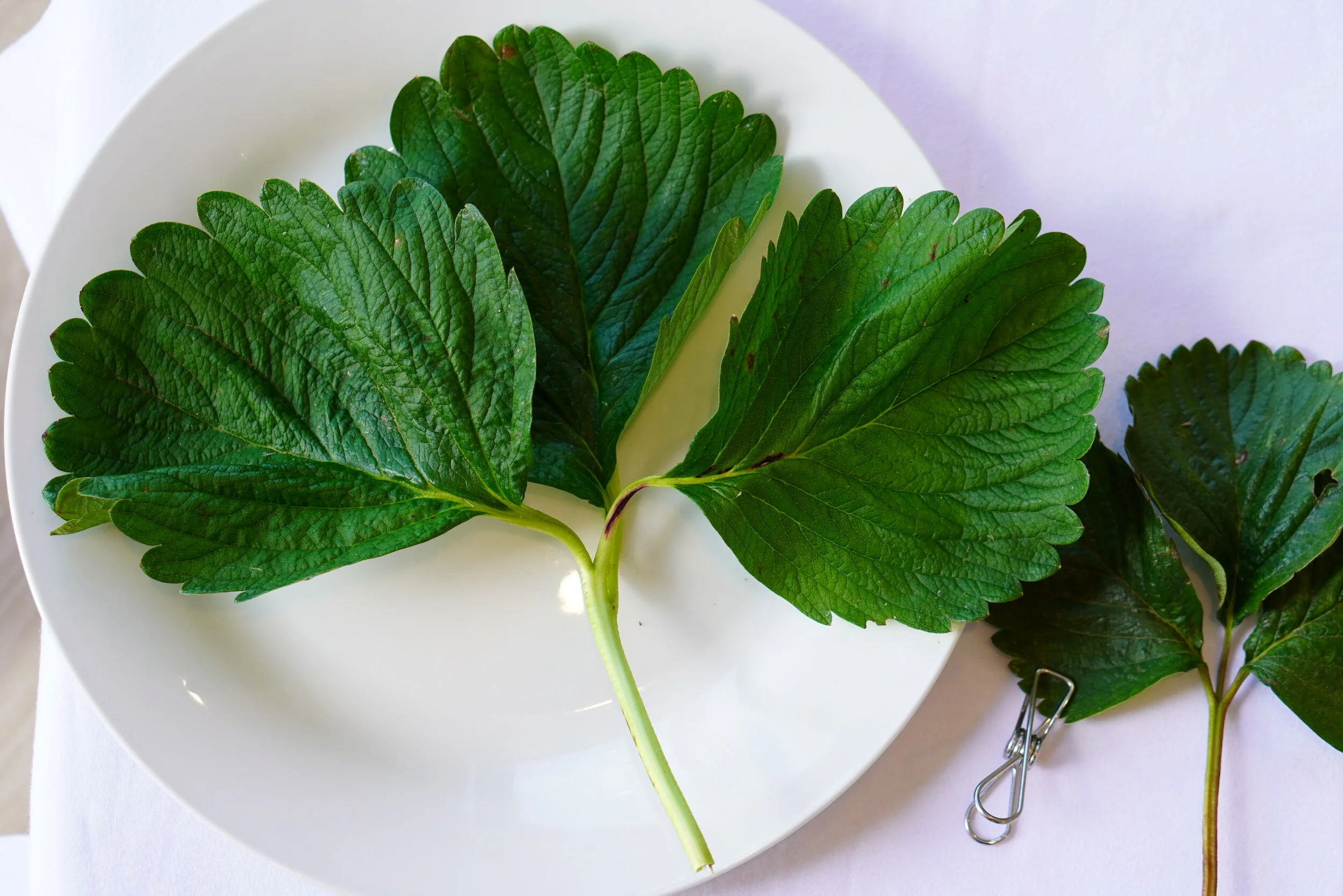 Left: This seasons leaf  Right: Standard strawberry leaf
