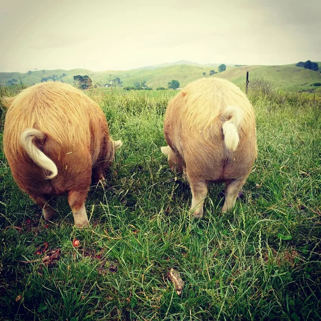 Strawberry top morning treats - Tama and Hemis favourite 

#summerstrawberries #strawberrysnouts #kunekunepigs #nowastefood