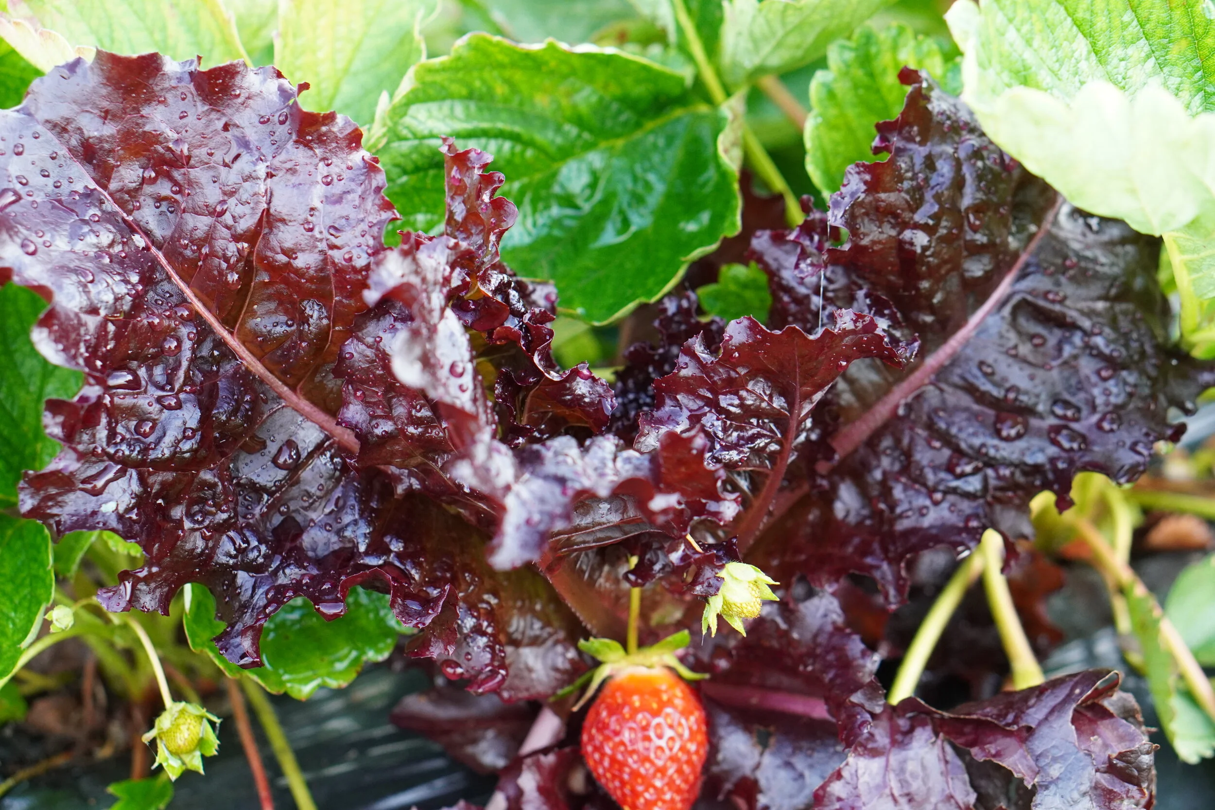 Lettuces planted between the Strawberries