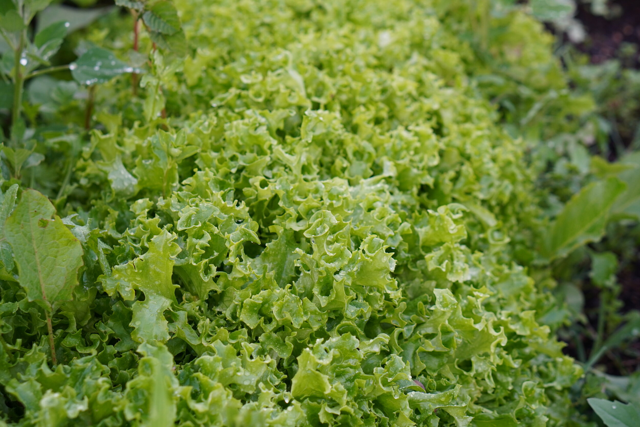 We are currently trialing different plant varieties to replace plastic. We are looking for rate of germination, rate of growth between each plant growth stage and how this syncs with the strawberry season, competition factors, weed suppression, maintenance requirements, economics and longevity.