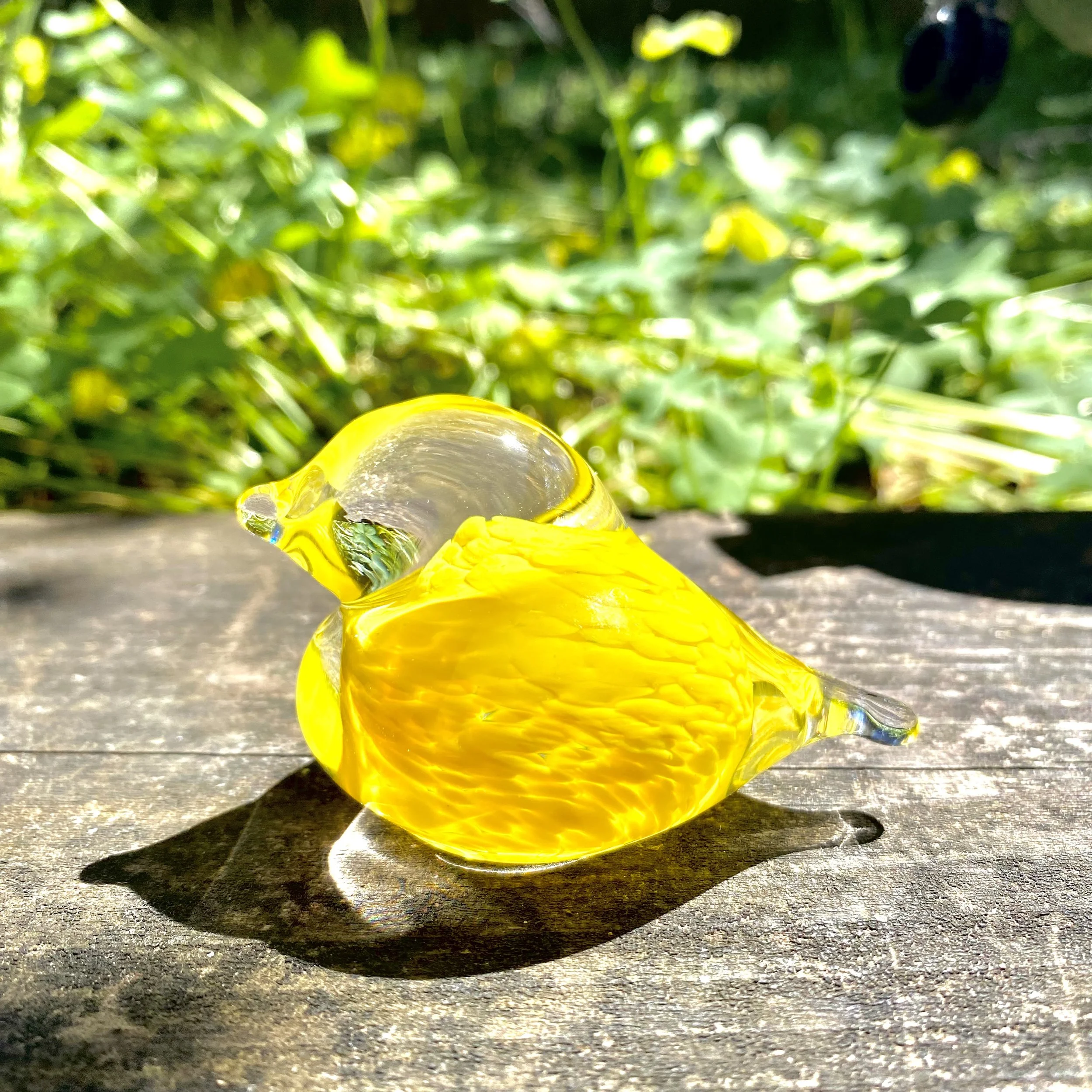 Canary yellow Bird