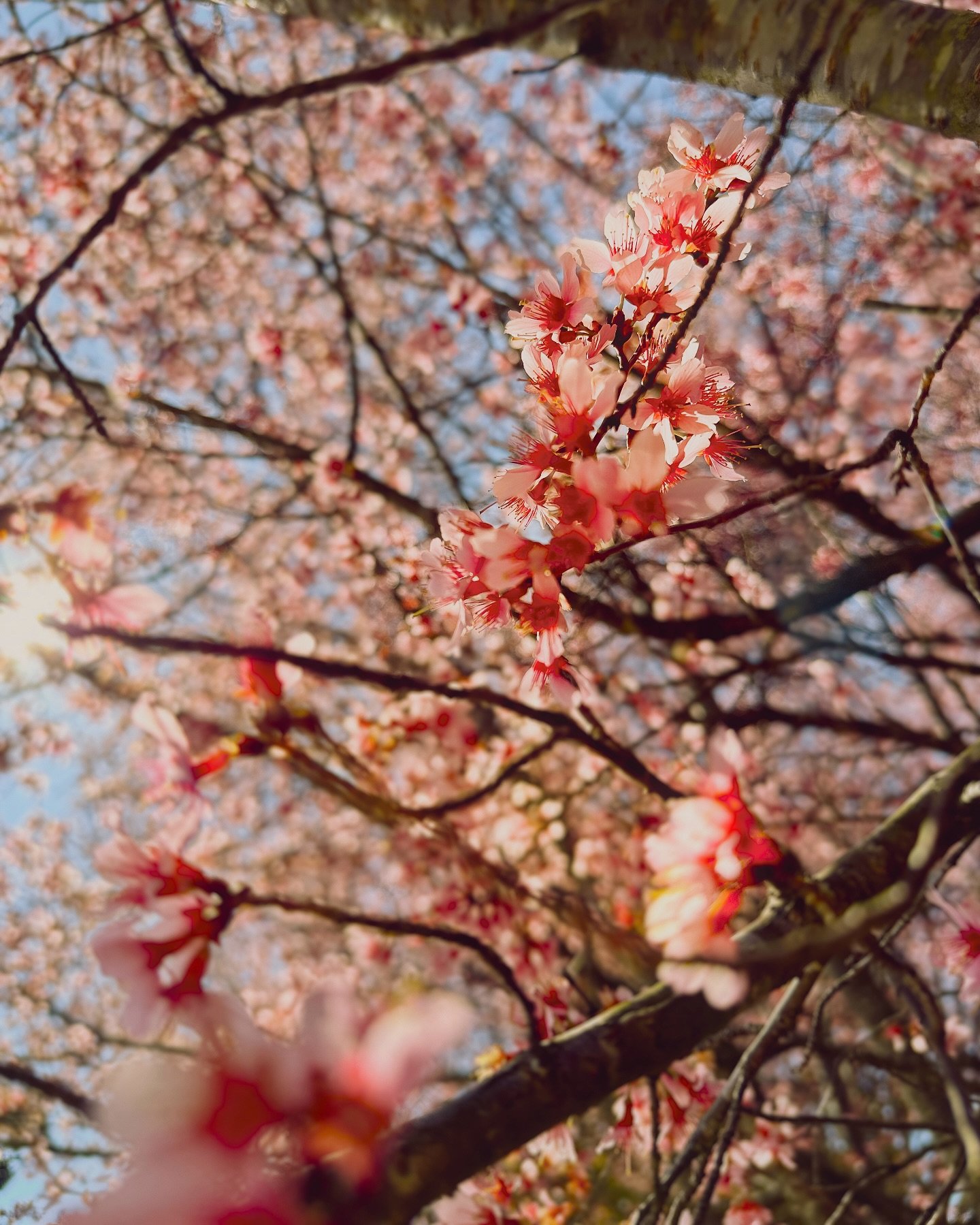 Spring in the southern United States is a different kind of experience&hellip; iykyk&hellip;

It&rsquo;s beautiful when everything blooms, but for us allergy sufferers it&rsquo;s a brutal experience. Mostly I have to admire the lovely flowers from be