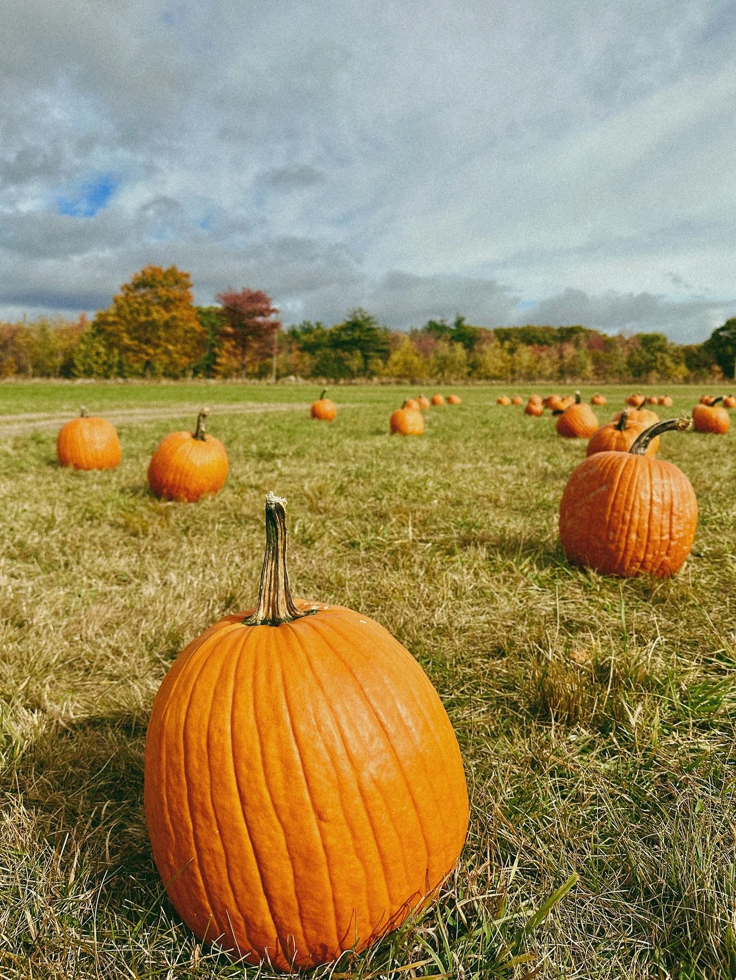 𝐂𝐚𝐧’𝐭 𝐦𝐢𝐬𝐬 𝐟𝐚𝐥𝐥 𝐚𝐜𝐭𝐢𝐯𝐢𝐭𝐲 𝐢𝐧 𝐍𝐞𝐰 𝐇𝐚𝐦𝐩𝐬𝐡𝐢𝐫𝐞: @washburnswindyhill! 🍁
Here’s how to make the most of your visit:
🍏 Apple Picking — Wander rows of trees heavy with crisp, juicy apples. Pro tip: check