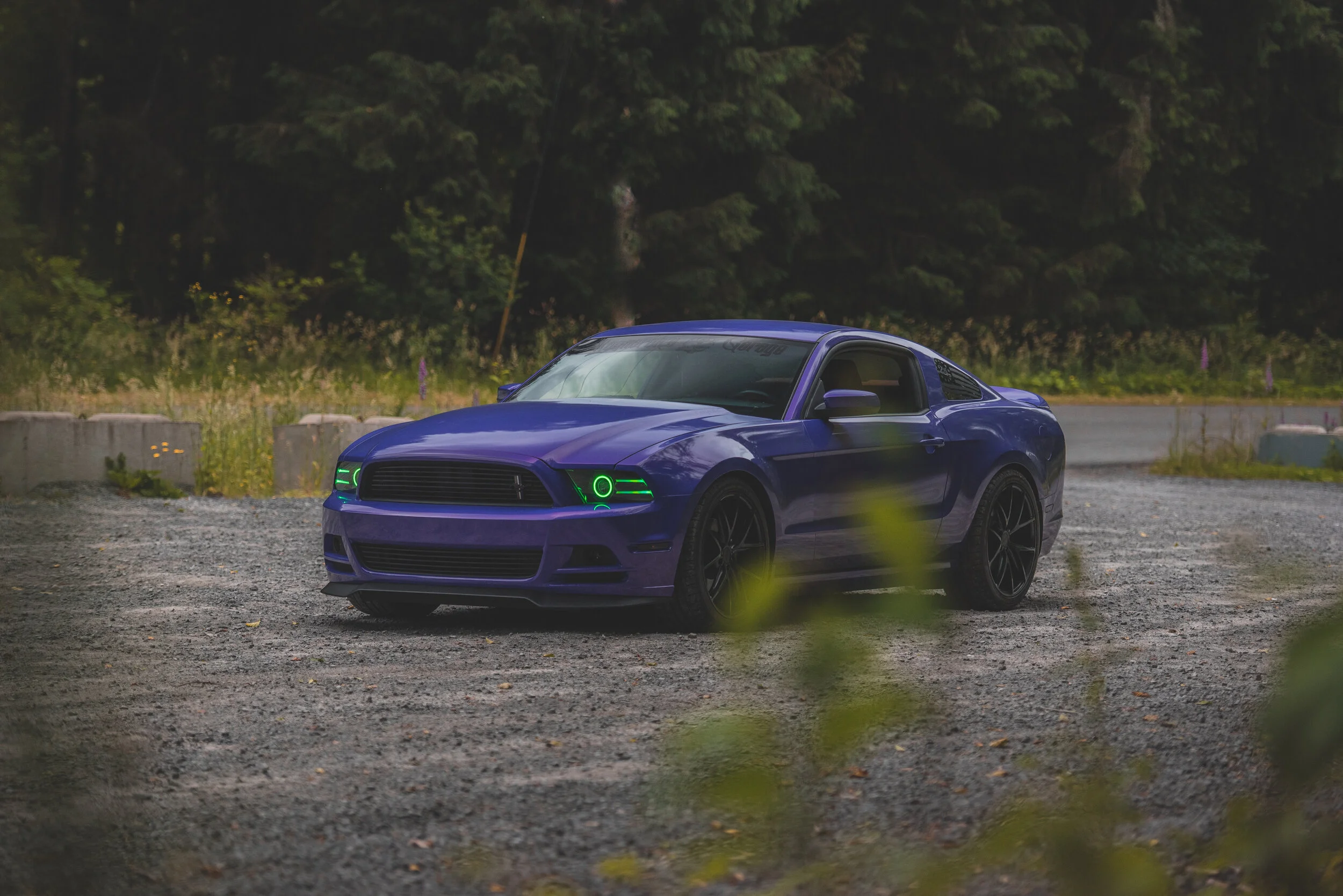 Nicole's Coyote Mustang in the wild