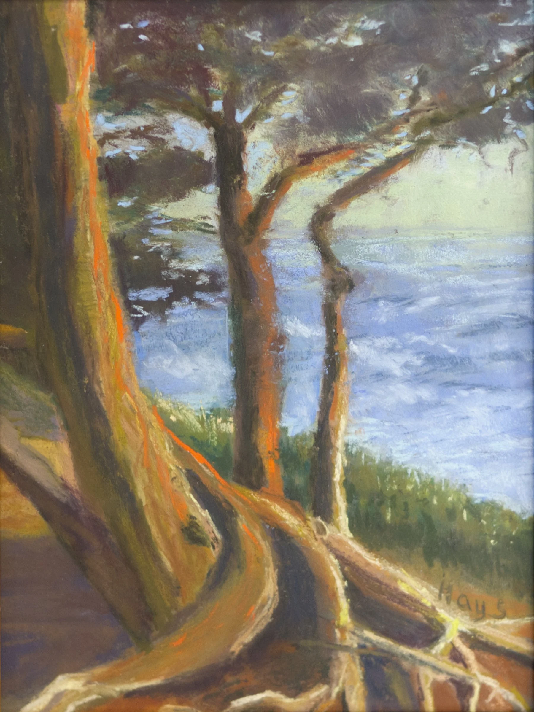 Gnarled Cypress, 9 x 12 Pastel