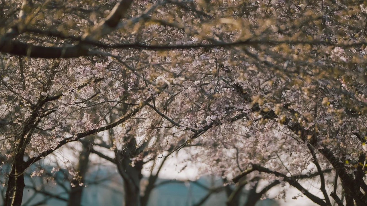 M002C159_260321AW.MXF.05_29_54_16.Still001 Large.jpeg