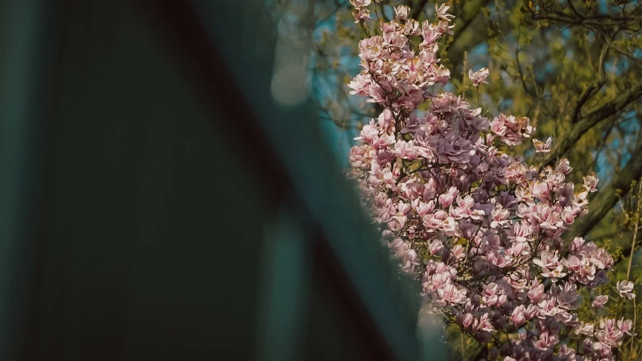 M002C167_260321CM.MXF.05_50_20_12.Still001 Large.jpeg