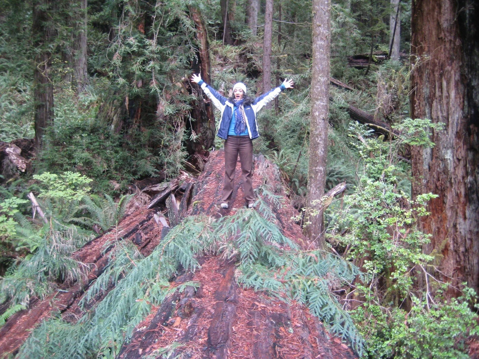 Redwood forest, 2007