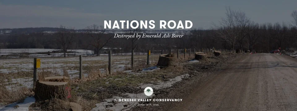 Help Replant Nations Road