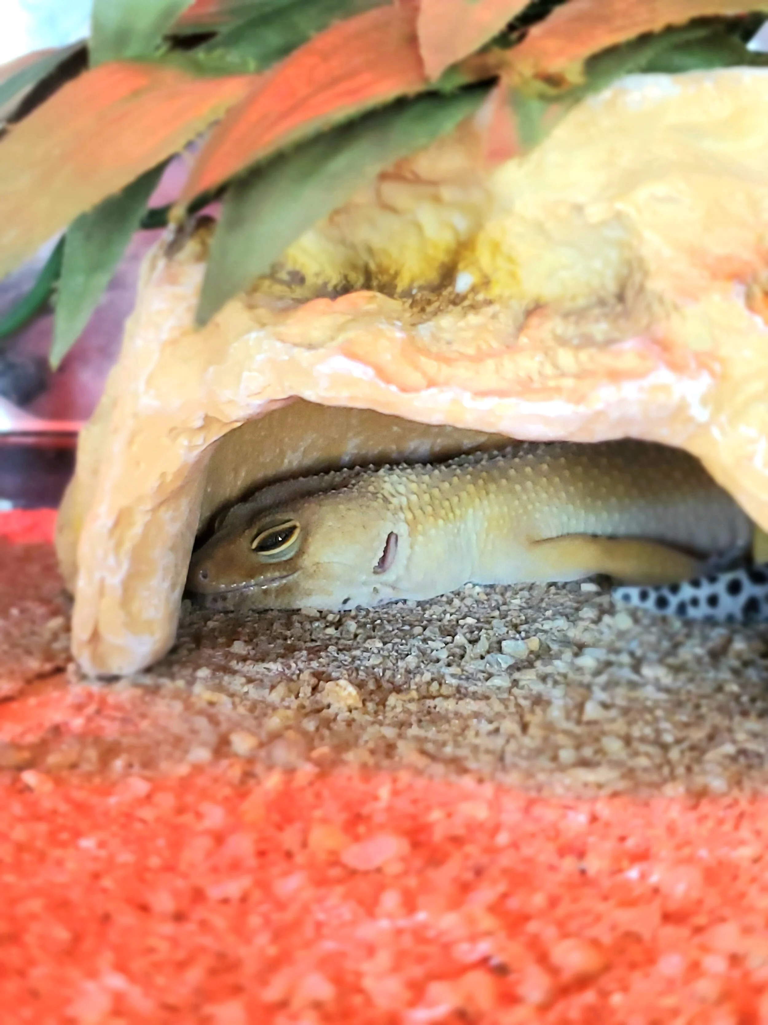Animal Encounter - Leopard Geckos