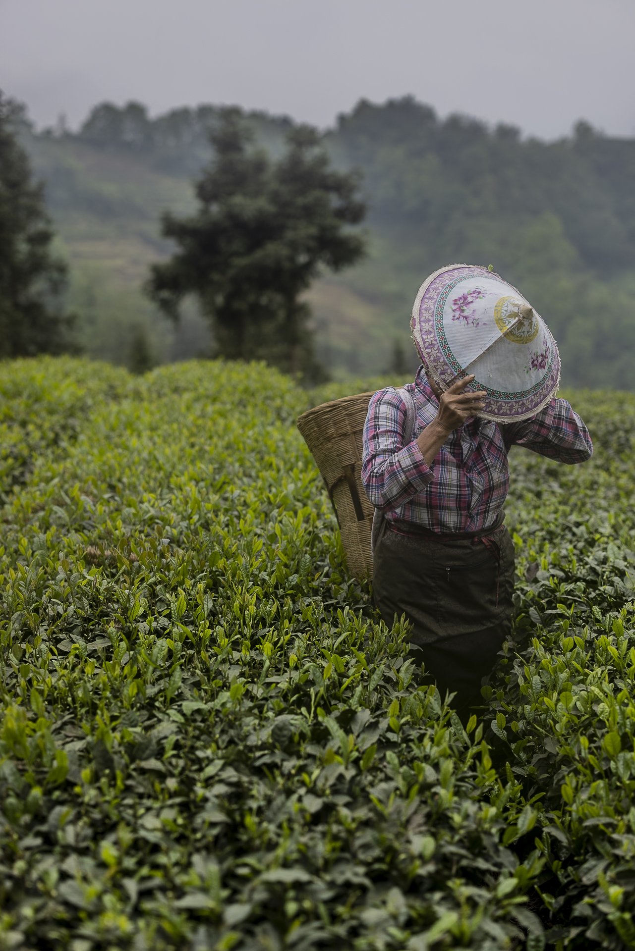 Tea Harvest.jpg
