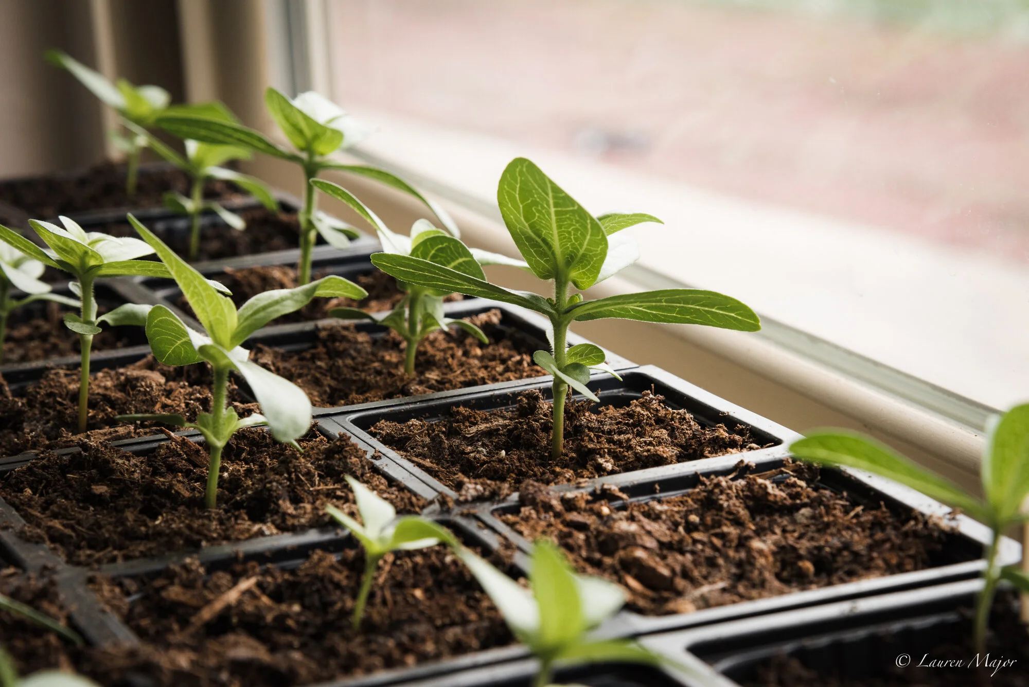young-zinnia_laurenmajorphoto-1.jpg