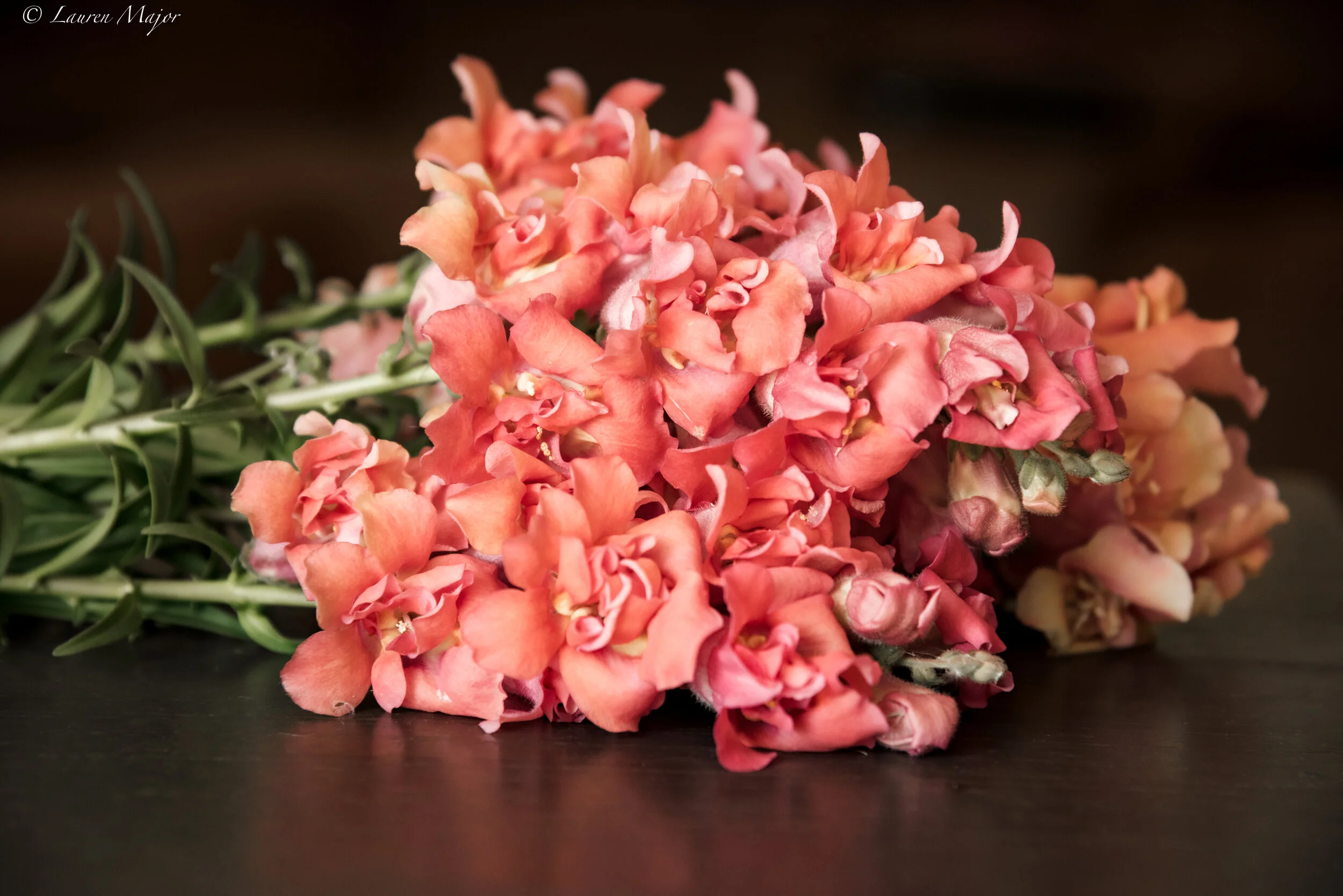 snapdragons2_laurenmajorphoto-1.jpg