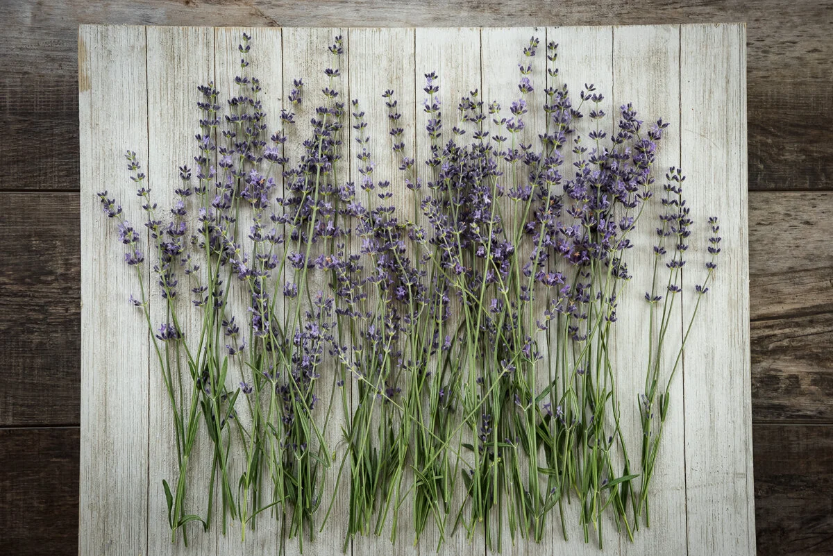 lavender-web_laurenmajorphoto-1.jpg