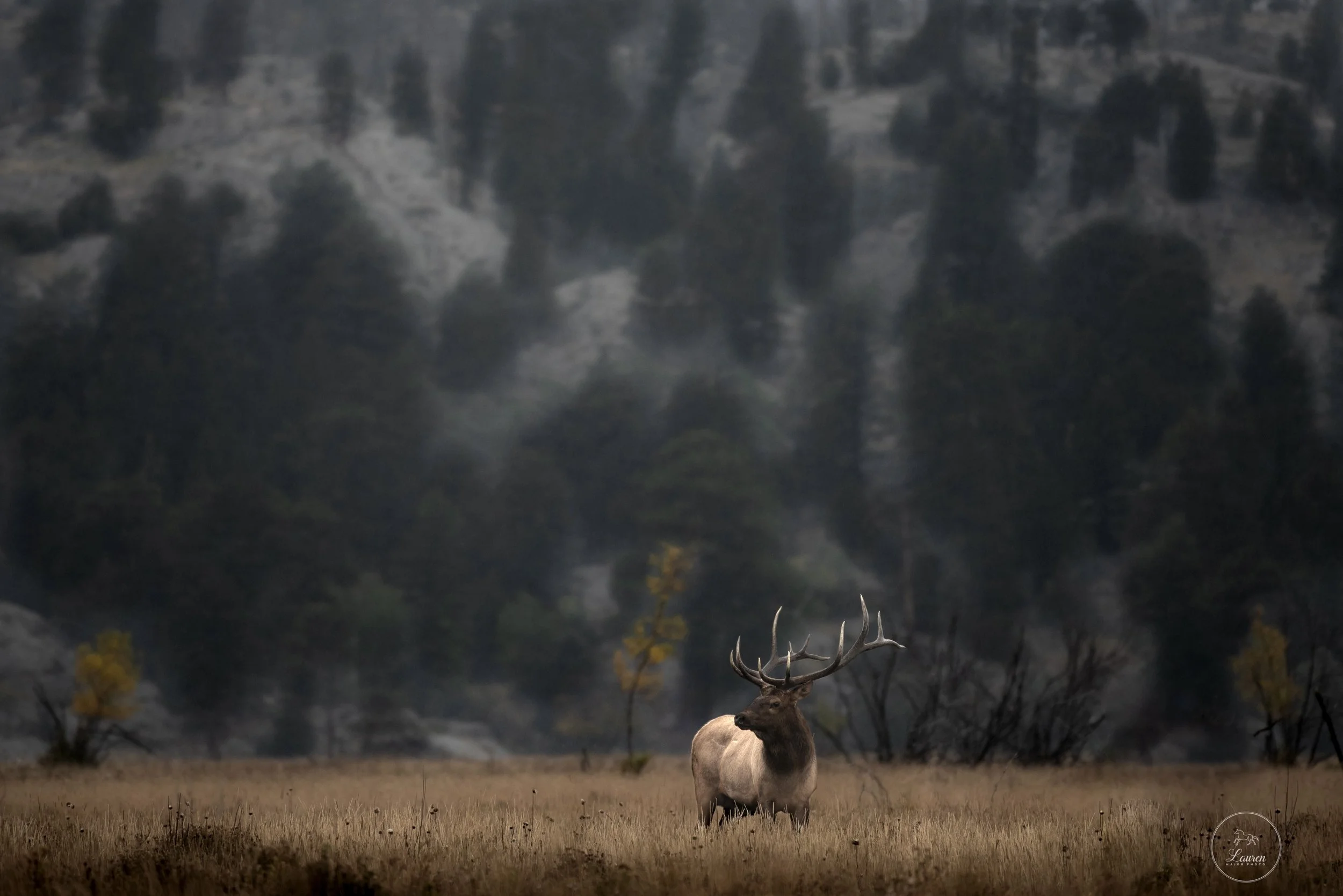 elk-mist4_laurenmajorphoto-1.jpg