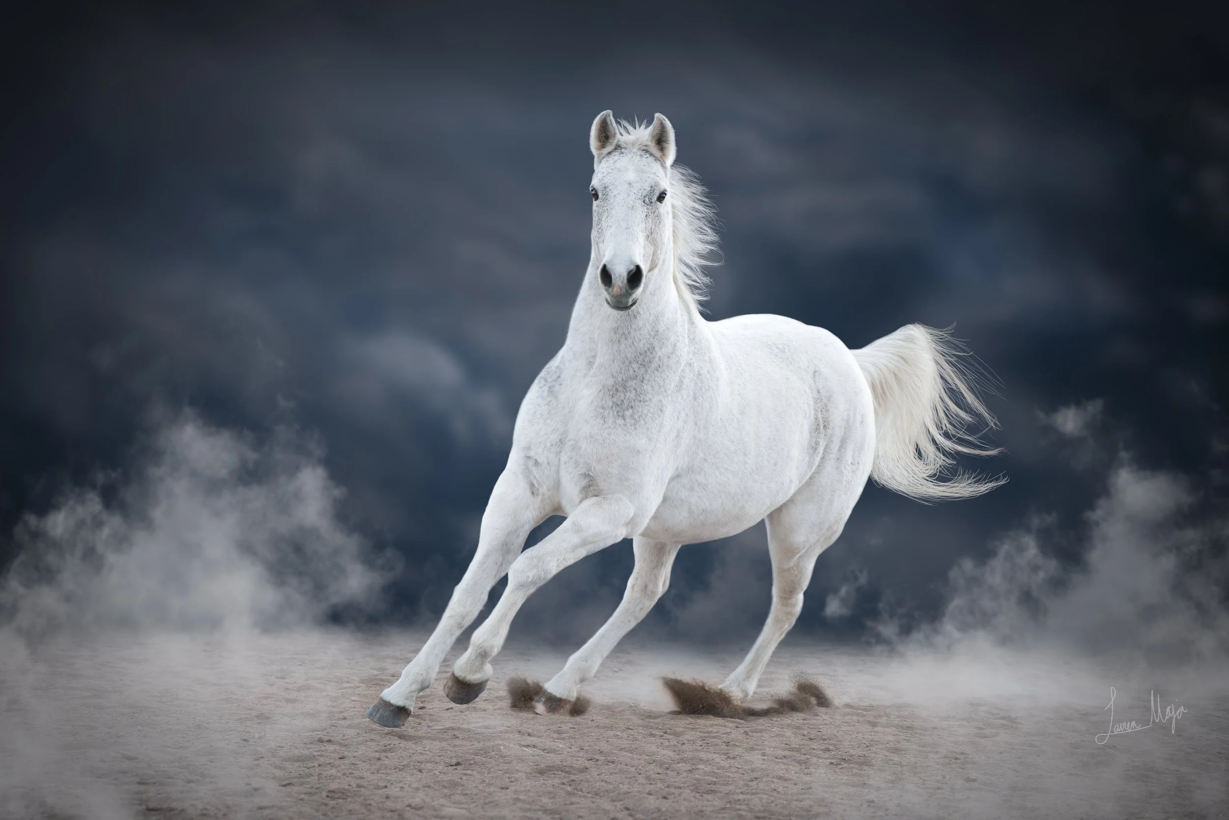 oliver-fineart_laurenmajorphoto-1.jpg