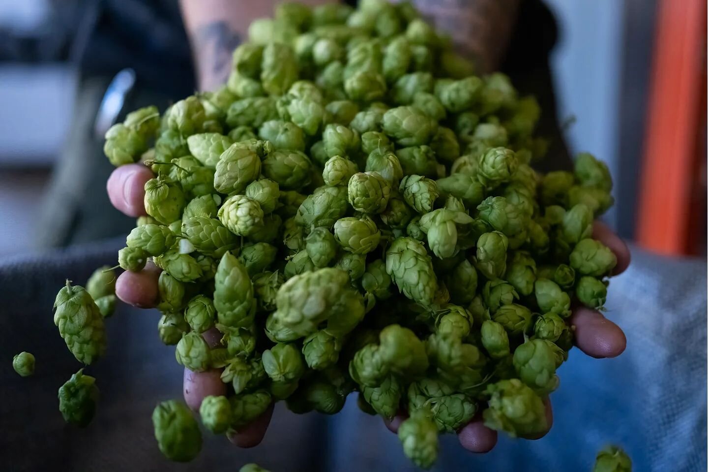 Wow! These fresh Strata hops that we got through our friends @indiehops from @goschiefarms 
smell amazing.

We picked them up today and they are going into a new IPA called &quot;Supersymmetry&quot;. Look for this beer in the coming weeks.