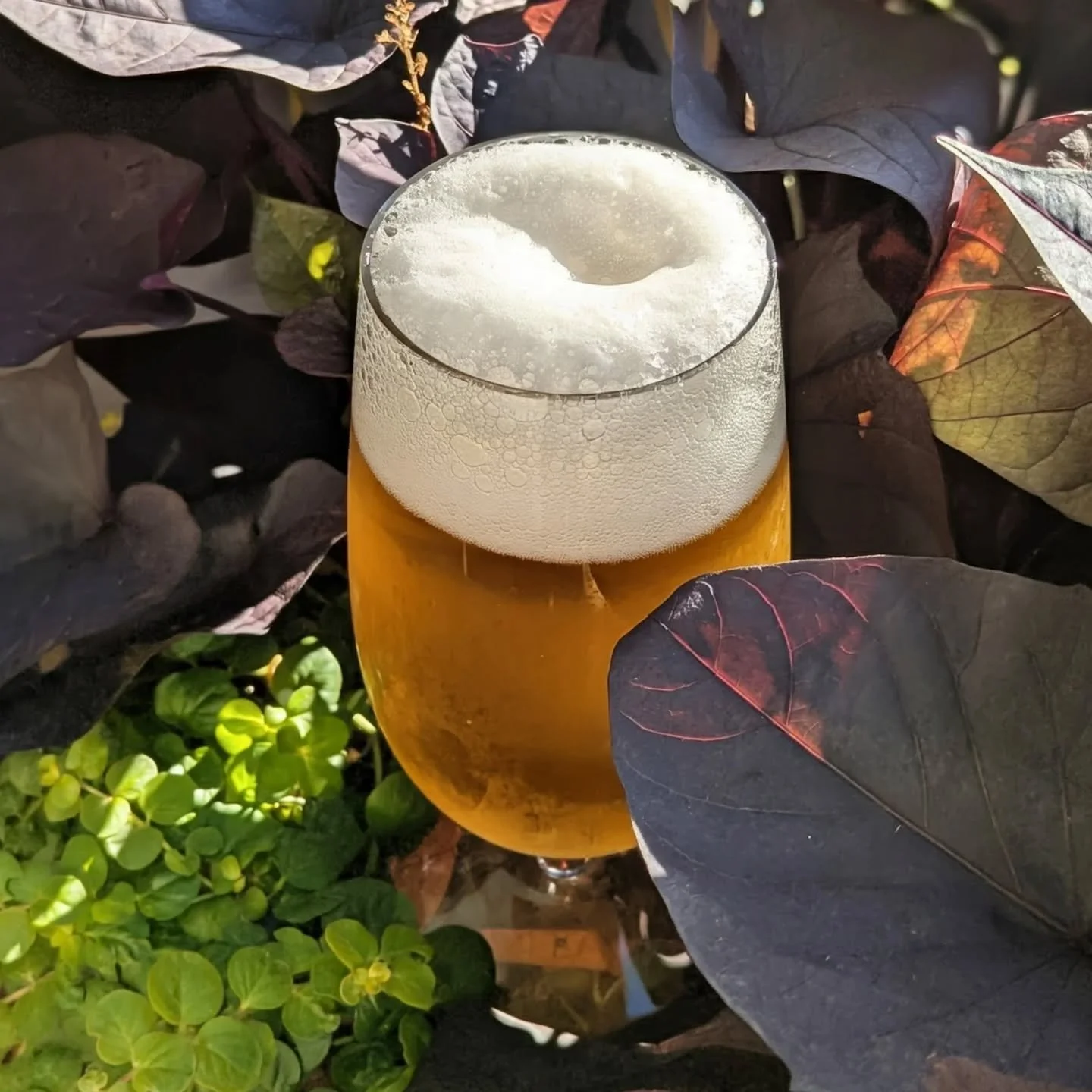 This is a gentle reminder that the brewery taproom is now open on Mondays from 4-8. That makes seven days a week! Come hide out amongst the plants. Or watch Monday Night 🏈. Both go great with our beer.