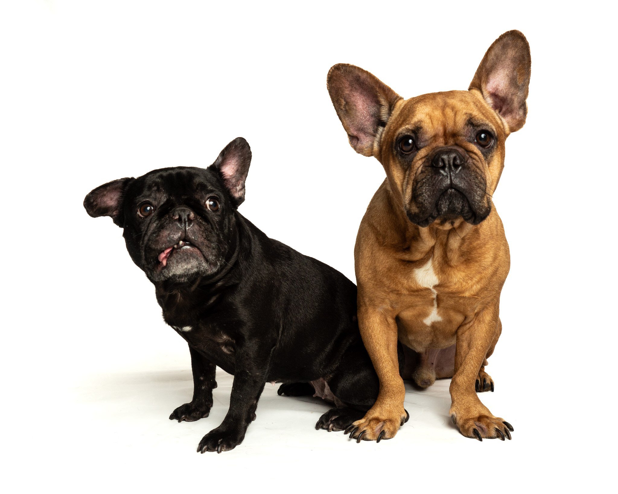 Tucker and Abby.

#doglover #dogsofinstagram #puppy #dogstagram #dog #dogphoto #dogpics #dogportrait #pet #petphoto #petphotography #petphotographer #dogoftheday