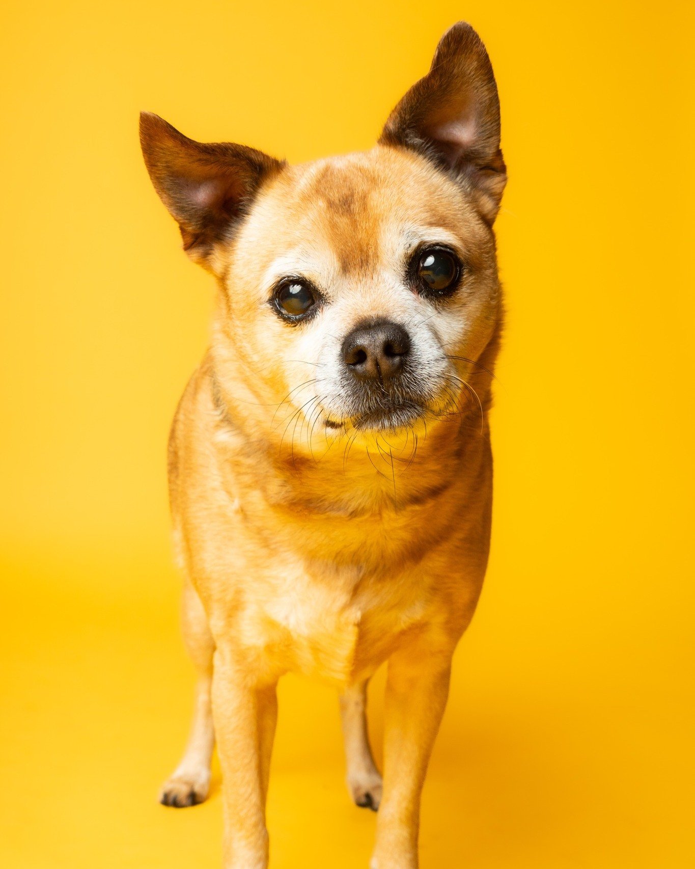 Jackson.  I think that is a smile.

#doglover #dogsofinstagram #puppy #dogstagram #dog #dogphoto #dogpics #dogportrait #pet #petphoto #petphotography #petphotographer #dogoftheday