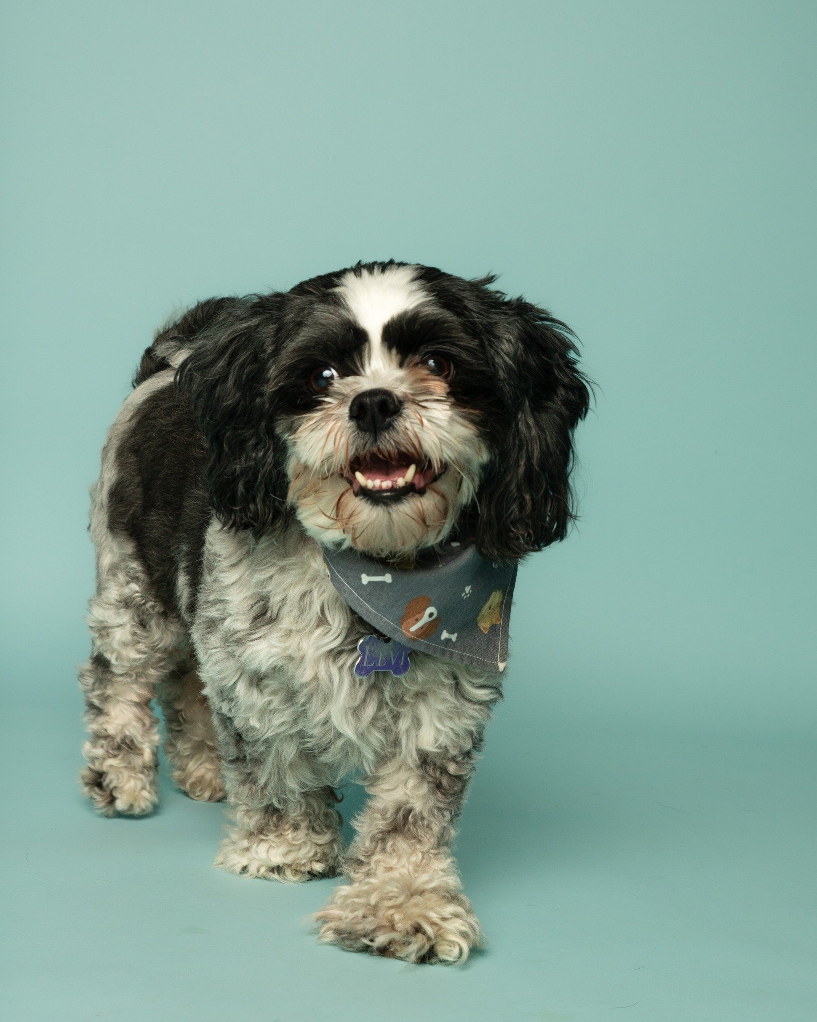 Levi!  Levi and Precous came by the studio for a session.

#doglover #dogsofinstagram #puppy #dogstagram #dog #dogphoto #dogpics #dogportrait #pet #petphoto #petphotography #petphotographer #dogoftheday