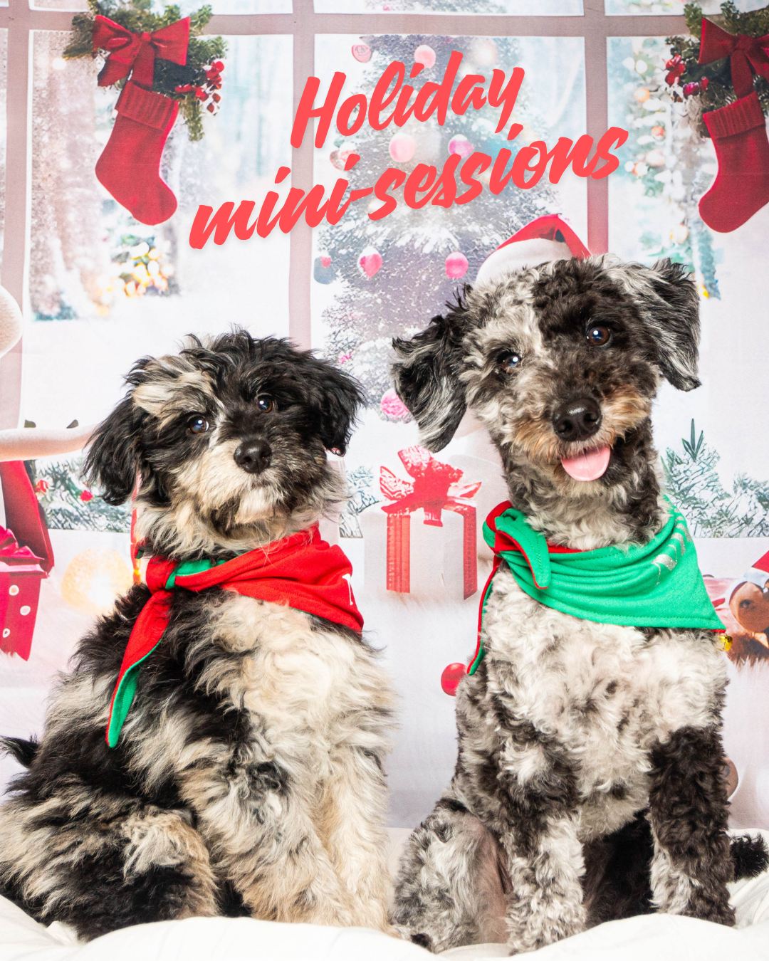 Holiday Mini-Sessions