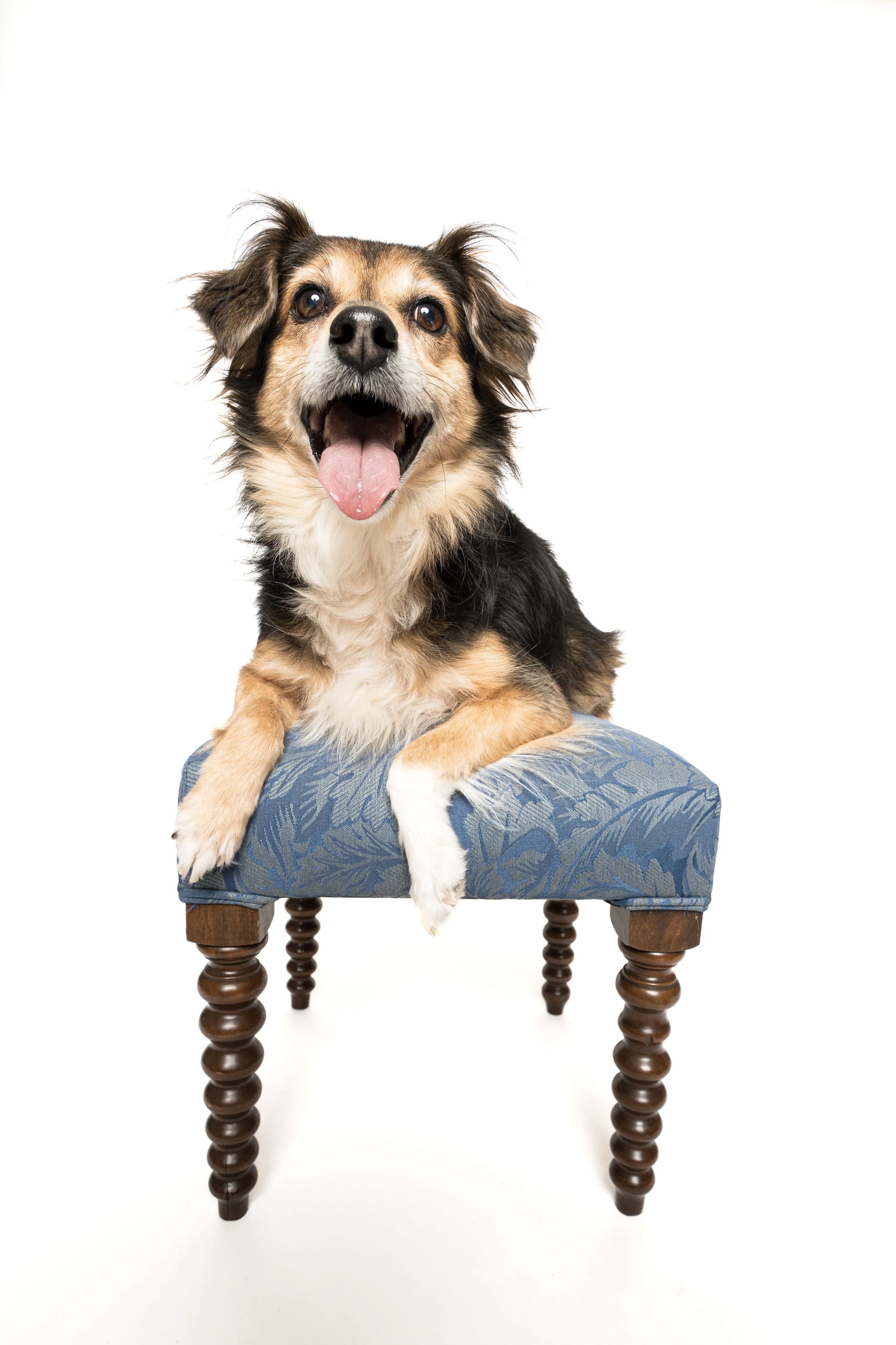 Annual Fundraiser for Pet Charities