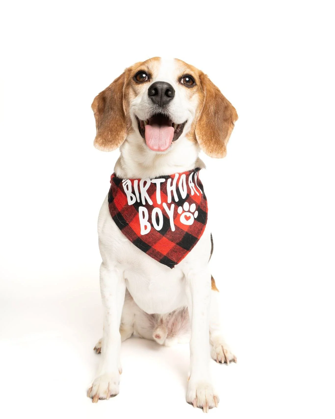 Mose!

#photographer #photosession #kwawesome #miniphotosession #pets #dogsofinstagram, #dogstagram, #dogphotography, #dogphotography #dogoftheday, #dogmodel, #dogportrait, #doglife, #puppylove, #instadog, #bestwoof #beagles  #beaglesofinstagram @mos