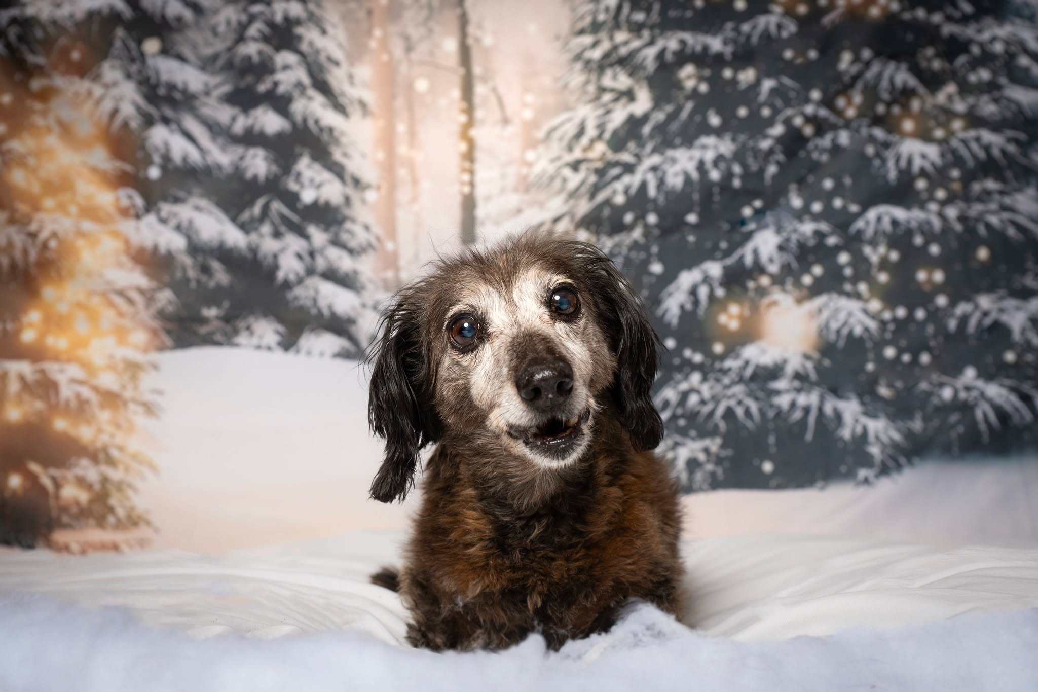 Very Merry Christmas from Rufus the Dachshund. 

I am personally looking very forward to the images we can create together in 2026.

#holidaypetphotos #photographer #photosession #kwawesome #miniphotosession #pets #christmas #dachshund #dachshundlife