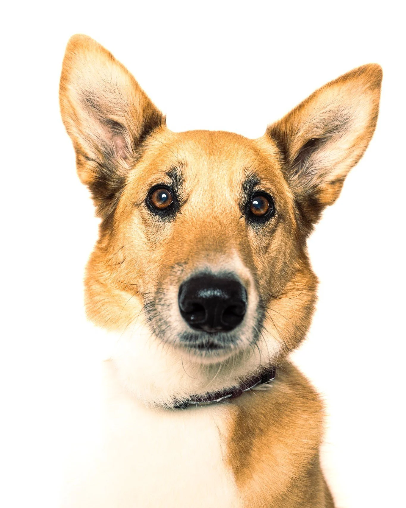 Miss Boots came by this weekend for a visit.  She has the most amazing ears.  What an amazing model.

#photographer #photosession #kwawesome #miniphotosession #pets #dogsofinstagram, #dogstagram, #dogphotography, #dogphotography #dogoftheday, #dogmod