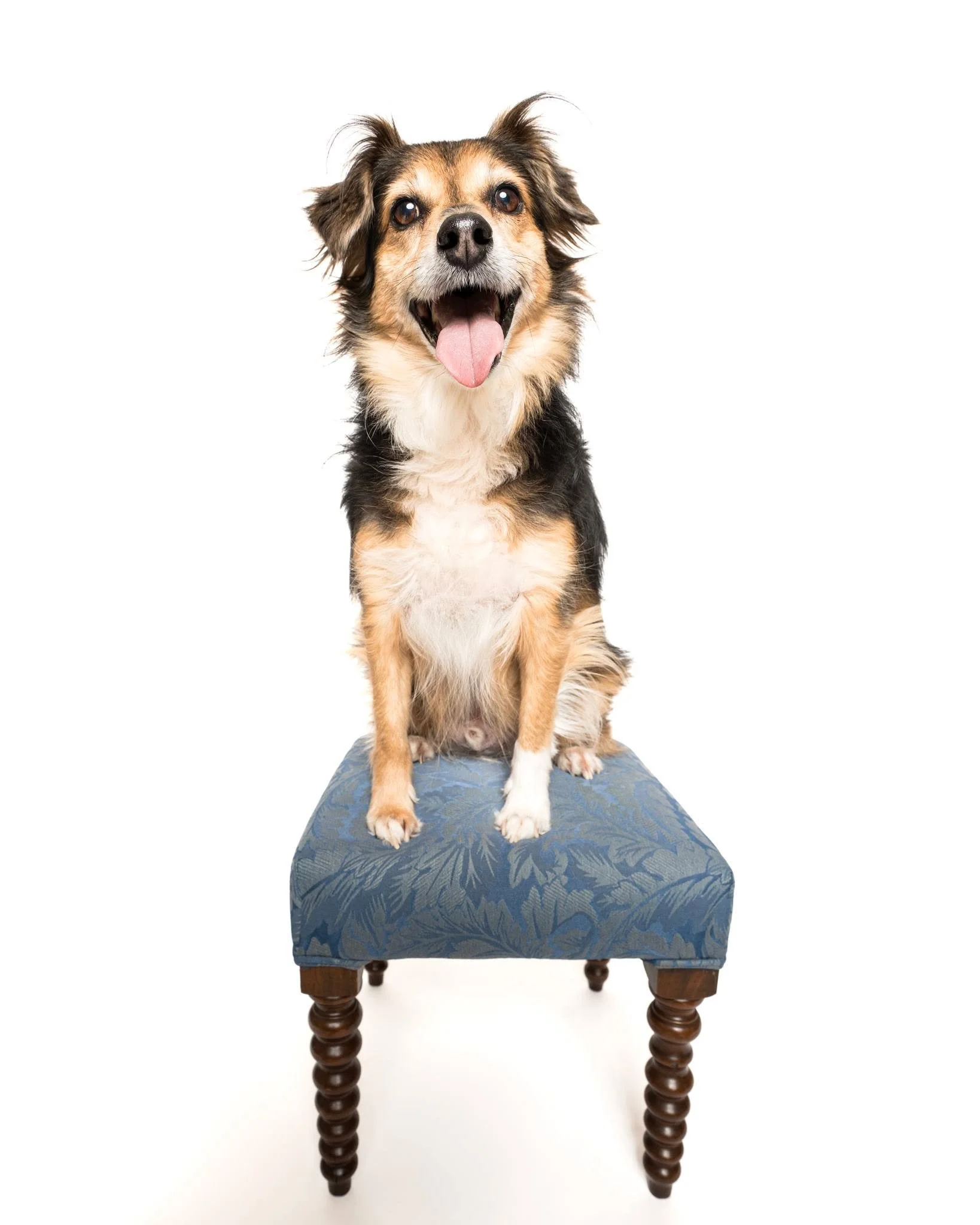 Mr Merlin came by because it was such a cold day, so we took advantage of the time to take some shots of him in the studio.  Such a handsome boy and the small tool was perfect for him to help him pose.

#photographer #photosession #kwawesome #minipho