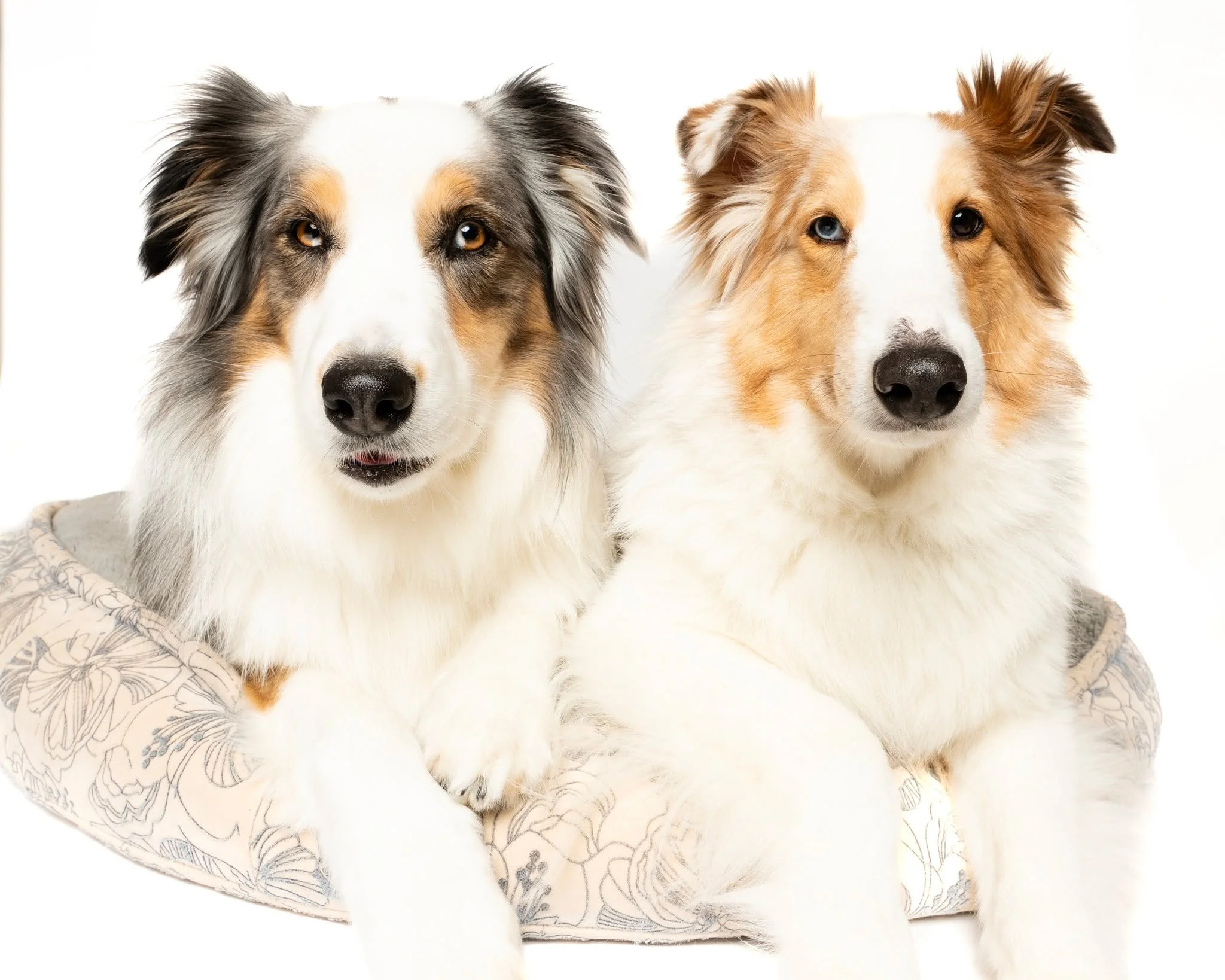 Friends.  Friends just get each other, and they don't even have to ask each other why.  These two are the best of friends.  The  both have herding dog energy, they both play hard, they are both sweet, and they have each other's backs.  When one is st