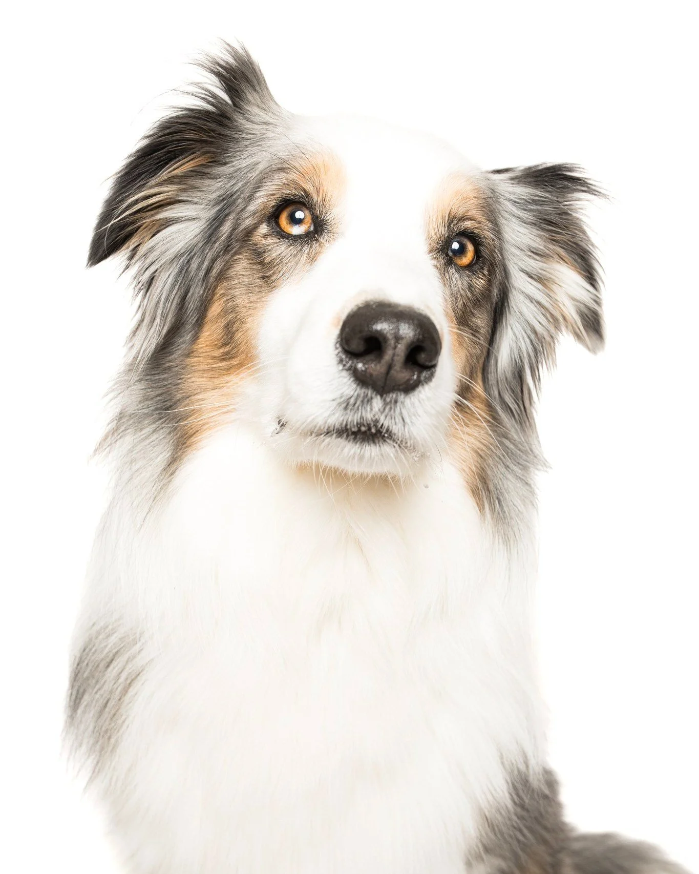 I have said a few times that I think I want my next dog to be an Aussie.  They are sweet, and fun, with just enough energy.  I think Miss Piper is the main reason I feel that way as she is a St John Ambulance therapy dog, and one of the sweetest dogs