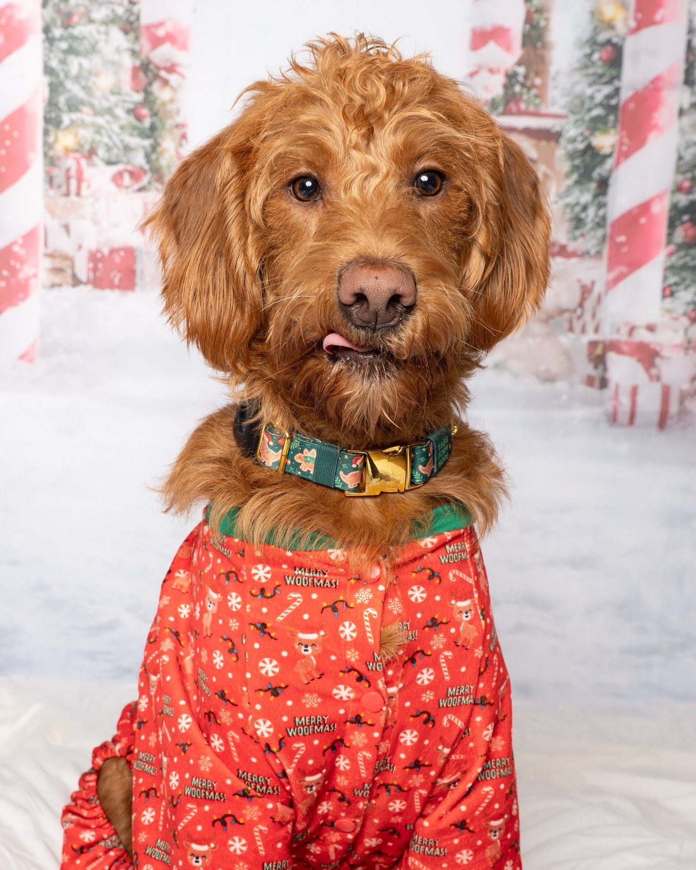 I realized I never posted Rudy in his Christmas jammies.  Better late than never??

#holidaypetphotos #photographer #photosession #kwawesome #miniphotosession #pets #christmas #goldendoodle #goldendoodlesofinstagram